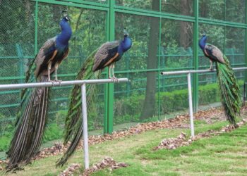 Between forge and code