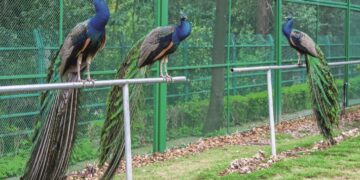 Between forge and code