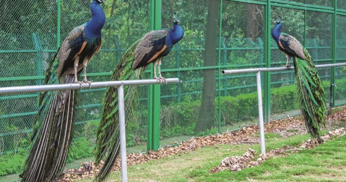 Between forge and code