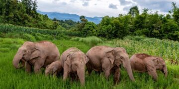 China’s ‘wandering elephants’ welcome new members