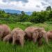 China’s ‘wandering elephants’ welcome new members