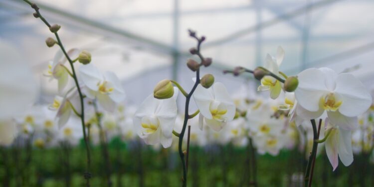 High-quality development research trip | From scarred to lush trees, abandoned mines “transformed”
