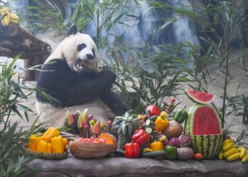 Panda Birthday in Chongqing