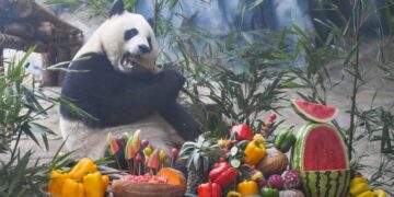 Panda Birthday in Chongqing