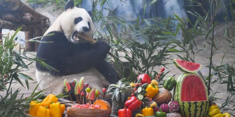 Panda Birthday in Chongqing