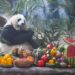 Panda Birthday in Chongqing