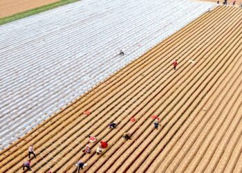 [C Finance]Ministry of Agriculture and Rural Affairs: Continue to consolidate the results of poverty alleviation and maintain the bottom line of preventing large-scale return to poverty.