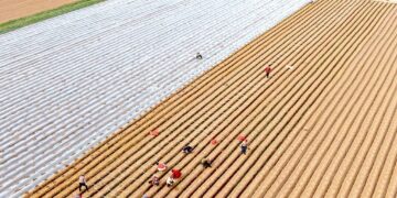 [C Finance]Ministry of Agriculture and Rural Affairs: Continue to consolidate the results of poverty alleviation and maintain the bottom line of preventing large-scale return to poverty.