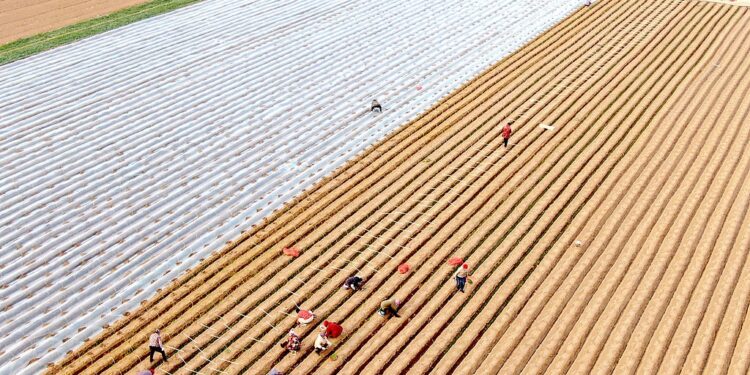 [C Finance]Ministry of Agriculture and Rural Affairs: Continue to consolidate the results of poverty alleviation and maintain the bottom line of preventing large-scale return to poverty.