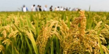 Central grain reserve security capabilities have been enhanced