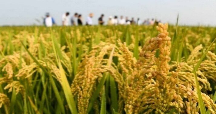 Central grain reserve security capabilities have been enhanced