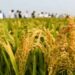 Central grain reserve security capabilities have been enhanced