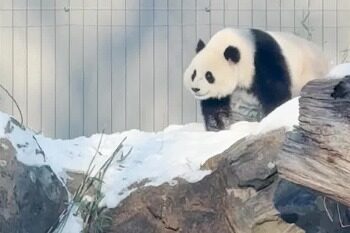 On January 24, “Baoli” and “Qingbao” will be officially unveiled in Washington, USA.