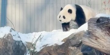 On January 24, “Baoli” and “Qingbao” will be officially unveiled in Washington, USA.