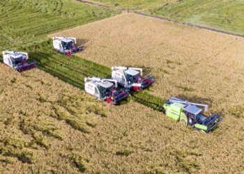 Promote large-area yields of grain and oil crops to increase China’s rice bowl steadily