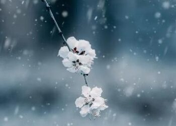 The “Big Cold” will bring rare warmth and heat to the current period. From the 23rd, strong cold air will appear with rain and snow.