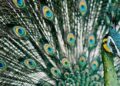 The total number of “Phoenix Prototype” green peacocks does not exceed a thousand. Rare footage