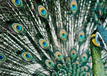 The total number of “Phoenix Prototype” green peacocks does not exceed a thousand. Rare footage