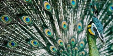 The total number of “Phoenix Prototype” green peacocks does not exceed a thousand. Rare footage