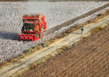 Xinjiang cotton industry to maintain production and growth despite sanctions