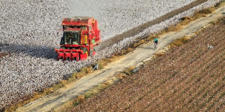Xinjiang cotton industry to maintain production and growth despite sanctions