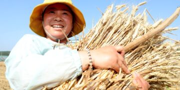 my country’s grain output reaches a new level of 1.4 trillion jin