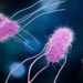Listeria infection has reported 12 deaths in many states in the United States