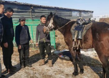 Shirengou herders donate horses to “chasing the wind” and give “white dragon horses” to save people and convey great love
