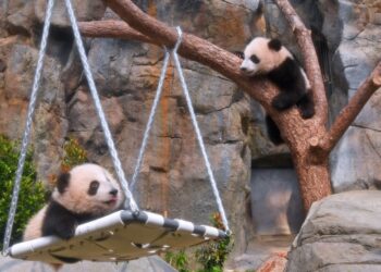 The first pair of “Hong Kong-produced” giant pandas held its debut ceremony
