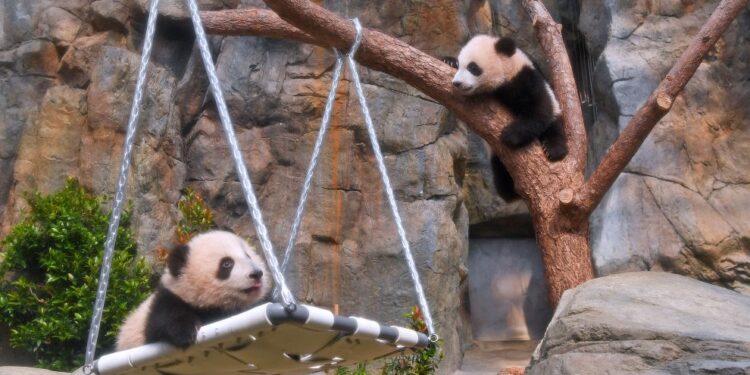 The first pair of “Hong Kong-produced” giant pandas held its debut ceremony