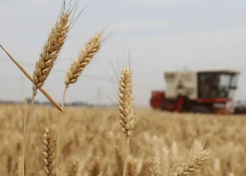 The large-scale yield of grain and oil crops has achieved obvious results. How can we continue to achieve stable and bumper yields this year?