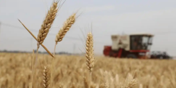 The large-scale yield of grain and oil crops has achieved obvious results. How can we continue to achieve stable and bumper yields this year?