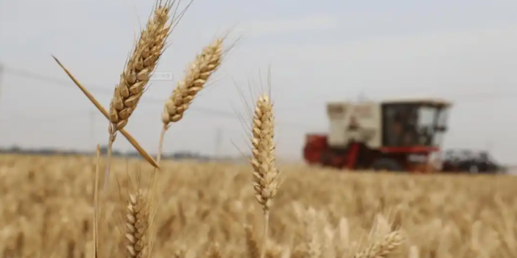 The large-scale yield of grain and oil crops has achieved obvious results. How can we continue to achieve stable and bumper yields this year?