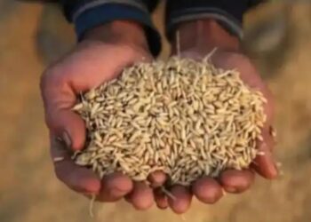 Towards sustainable food security