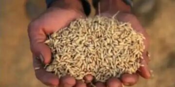 Towards sustainable food security