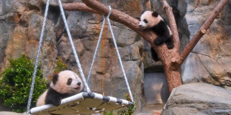 Two giant pandas born in Hong Kong meet the public on Sunday