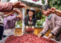 Yunnan coffee scents ranks first in the country in global export volume