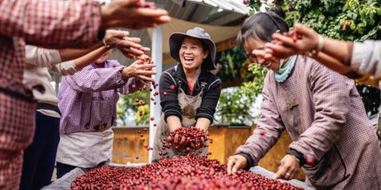 Yunnan coffee scents ranks first in the country in global export volume