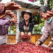 Yunnan coffee scents ranks first in the country in global export volume