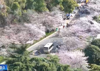 All regions are gradually welcoming the “flower appreciation tour” during the spring season. The “spring economy” is surging new vitality