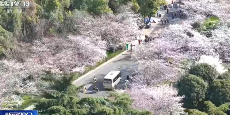 All regions are gradually welcoming the “flower appreciation tour” during the spring season. The “spring economy” is surging new vitality