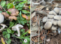 Dali University’s scientific research team discovered two new large fungi species