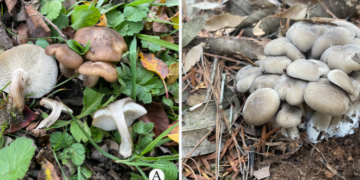 Dali University’s scientific research team discovered two new large fungi species