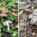 Dali University’s scientific research team discovered two new large fungi species
