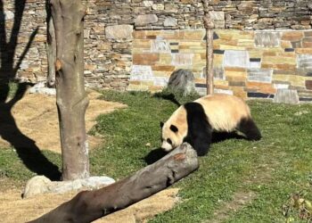 Giant panda “Fubao” meets the public again today