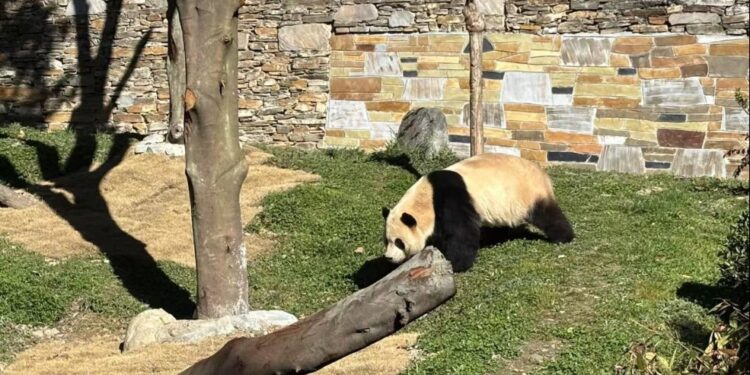 Giant panda “Fubao” meets the public again today