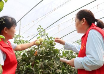 More than 5.2 million registered technology volunteers in my country