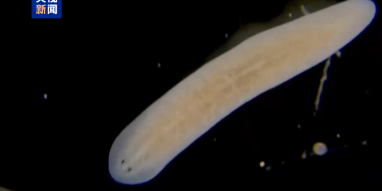 Planculi “going to the sky”! China’s space station will welcome new life bodies