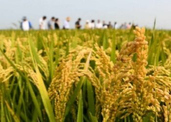 Supply and marketing system helps spring farming to benefit the “three rural areas”