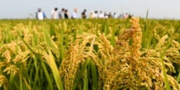 Supply and marketing system helps spring farming to benefit the “three rural areas”